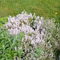 Thymus vulgaris fleur